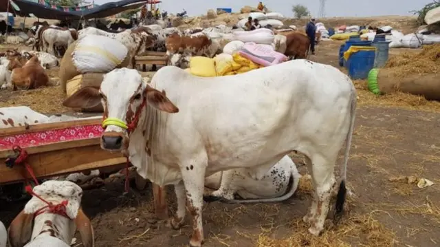 punjab