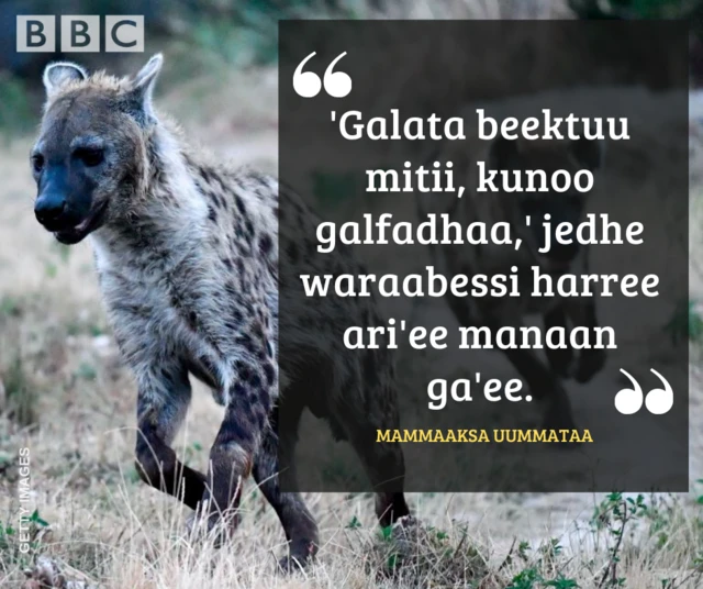 Mammaaksa