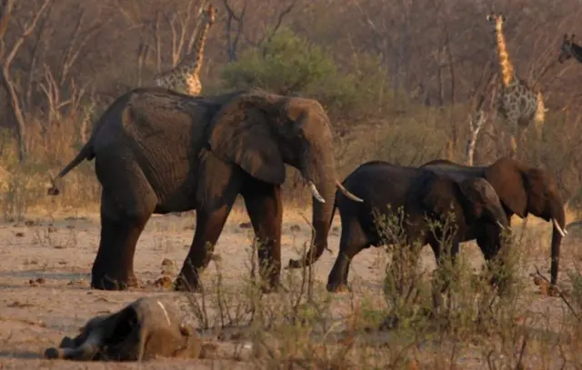 Tembo