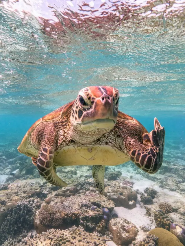 Terry the Turtle - kobe wa majini, ilipigwa na  Mark Fitzpatrick, katika eneo la Lady Elliot Island, Queensland, Australia
