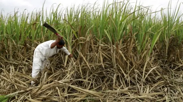 गन्ने की फसल