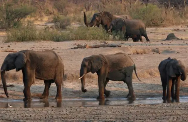 Tembo