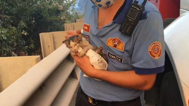 Bursa'daki yangında bir yavru kedi kurtarıldı.