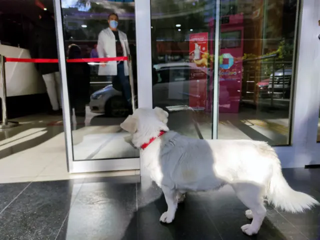Trabzon'da Boncuk isimli köpek beş gündür sahibini hastane kapısında bekliyor