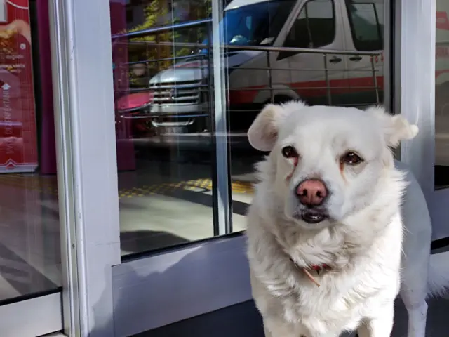 Trabzon'da Boncuk isimli köpek beş gündür sahibini hastane kapısında bekliyor