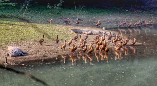 कानपुर ज़ू