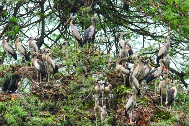 कानपुर ज़ू