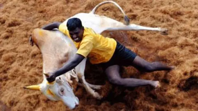ஜல்லிக்கட்டு