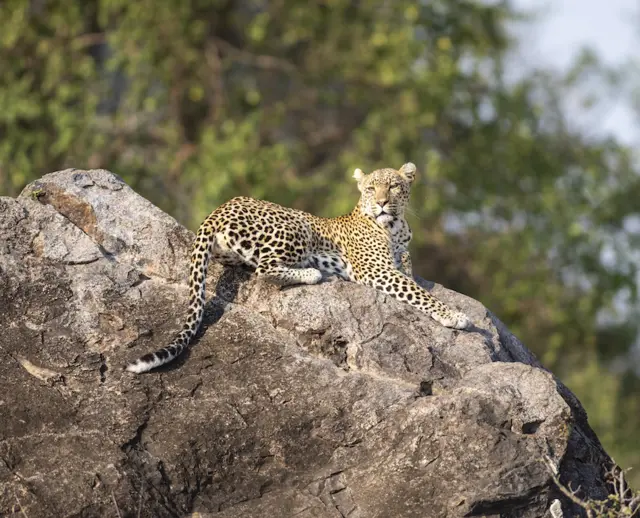 Tanzania National Parks