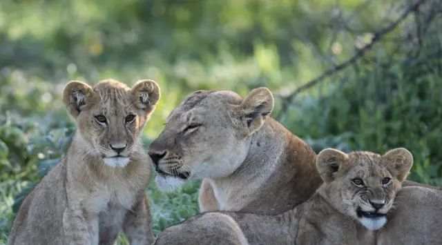 Tanzania National Parks