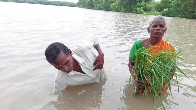 நீரில் மூழ்கிய நெற்பயிர்.