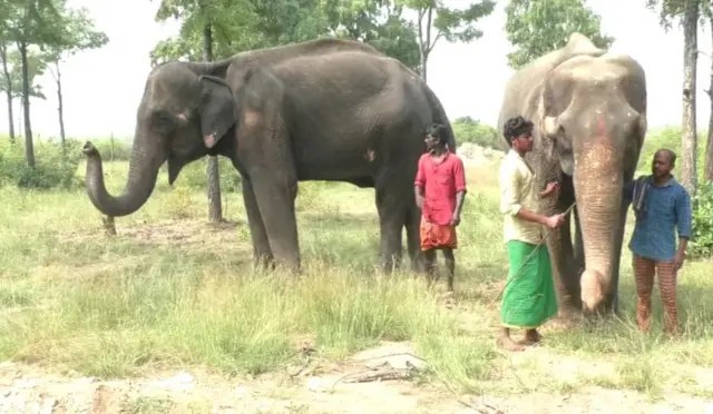 திருச்சி எம்.ஆர்.பாளையம் யானை மறுவாழ்வு மையத்திற்கு வந்துள்ள 2 யானைகள்