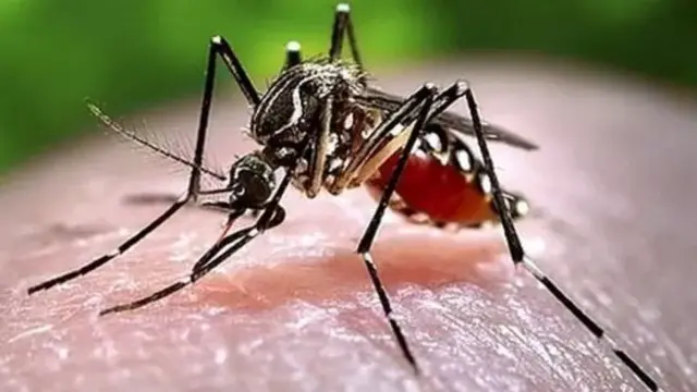 டில்லியில் இந்த ஆண்டு டெங்கு அதிகரிப்பு