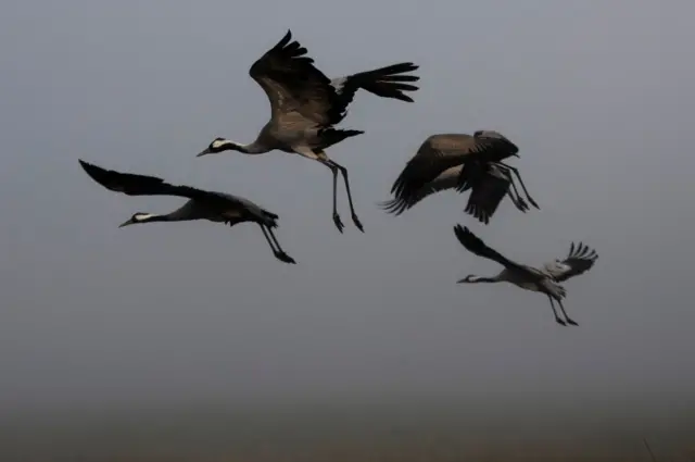 पक्षी