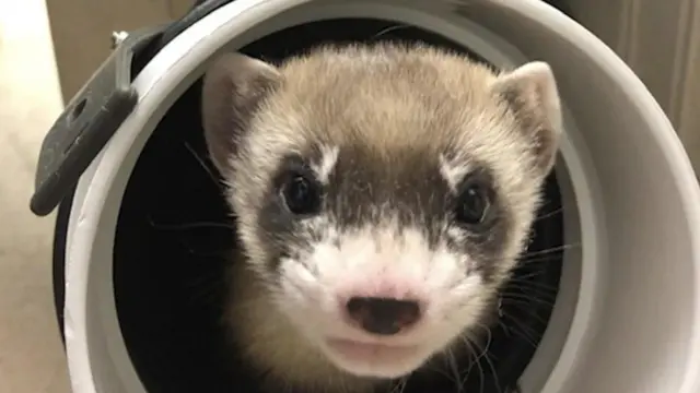Ferret