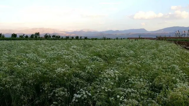 افغانستان