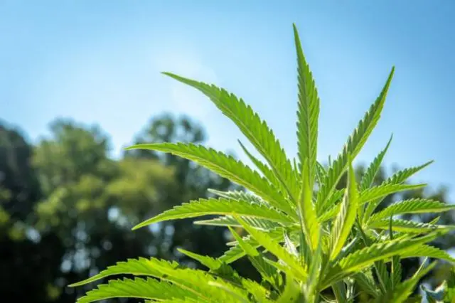 Polisi inasema bangi hiyo imetoka Beira, mji wa pwani (picha kutoka maktaba)