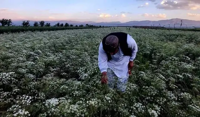 افغانستان