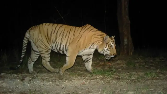 असम्बन्धित बाघको फाइल तस्बिर