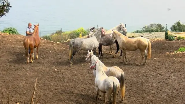 Kayıp atlar
