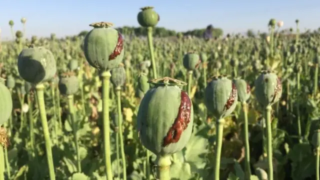 افغانستان
