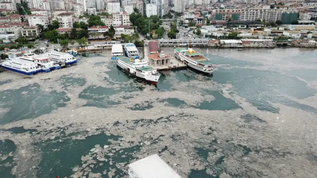 Deniz salyası