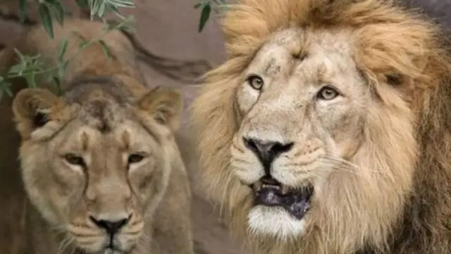 کورونا وائرس