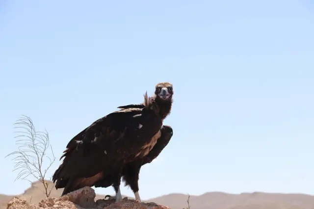 افغانستان