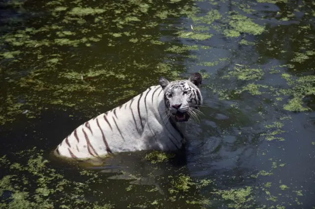 zoo