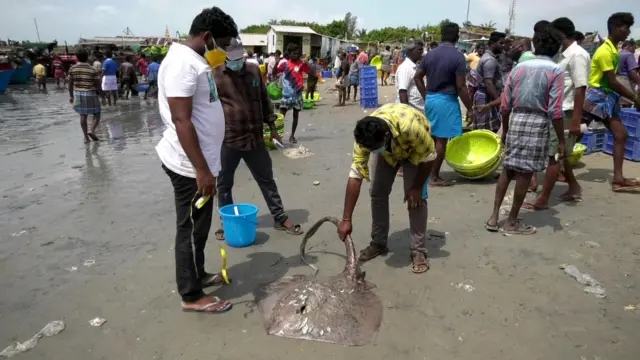 மீன்கள்