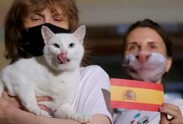 котик