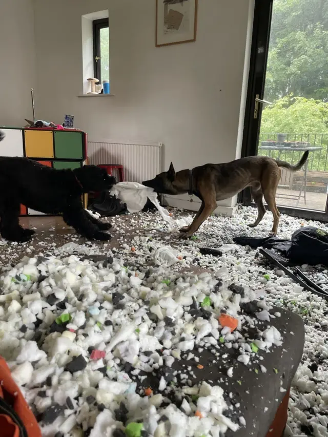 dogs