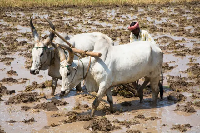 உழவு செய்யும் விவசாயி.