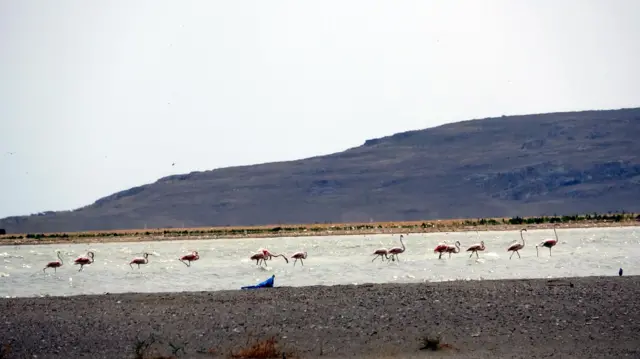 flamingolar