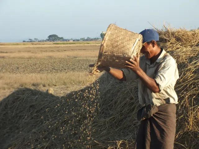 ဓာတ်မြေသြဇာစျေးက ၂ ဆလောက်အထိ တက်လာပါတယ်။