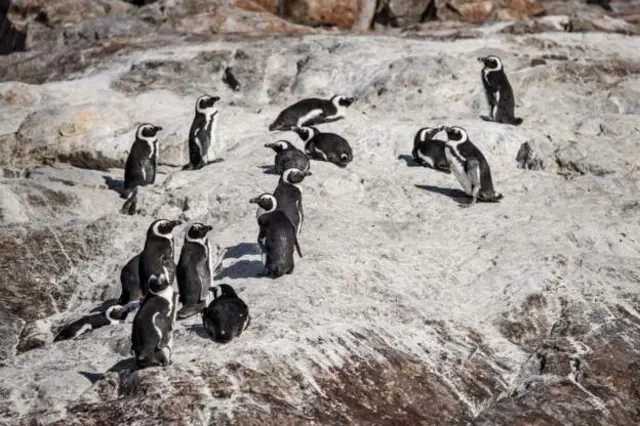 frican penguin species have a high risk of extinction, according to IUCN