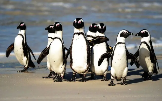 Endangered South African penguins killed by swarm of bees near Cape Town