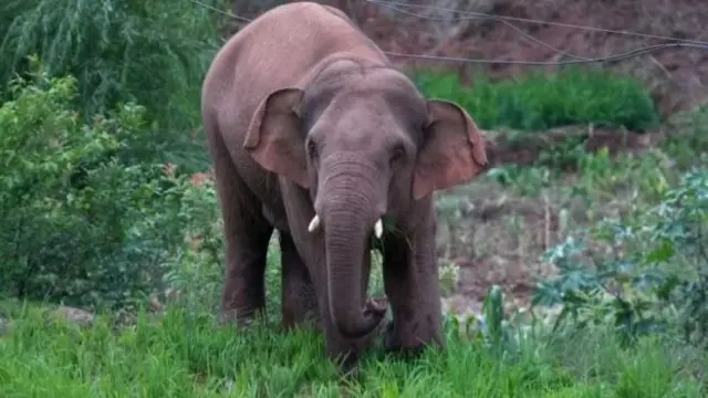 யானைகள் இறப்பு