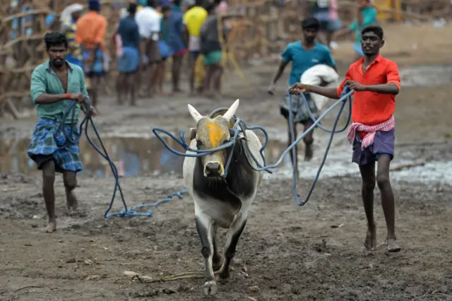 जल्लीकट्टू