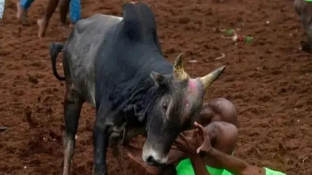 ஜல்லிக்கட்டு