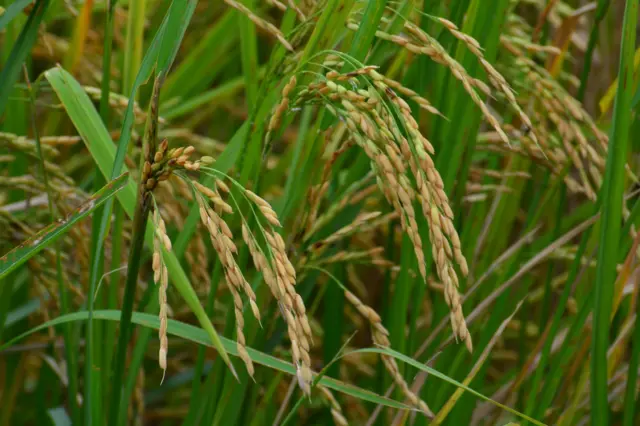 நெல் இலங்கை