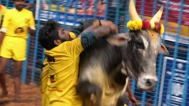 அவனியாபுரம் ஜல்லிக்கட்டு