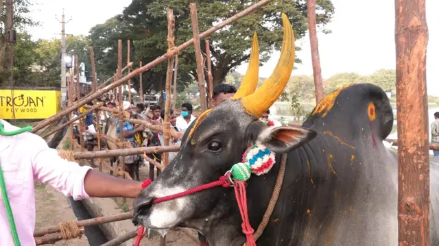 பெரம்பலூர் ஜல்லிக்கட்டு
