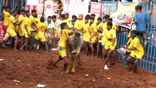 Jallikkattu
