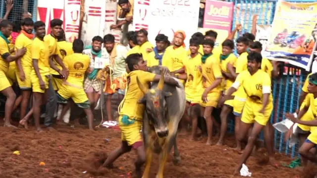 அவனியாபுரம் ஜல்லிக்கட்டு