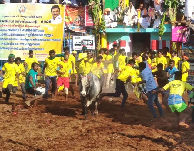 பாலமேடு ஜல்லிக்கட்டு