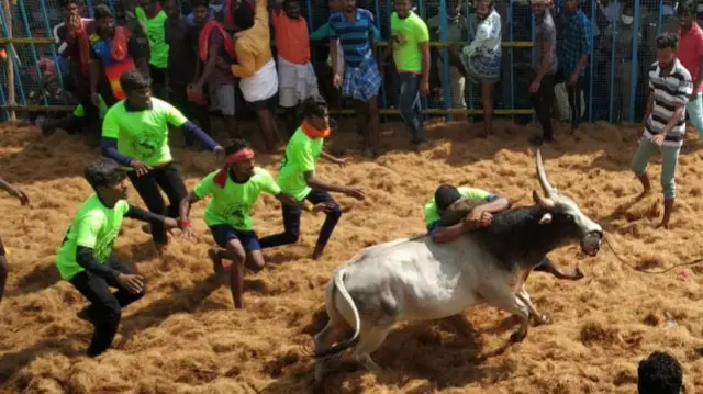 நவலூர் குட்டப்பட்டு ஜல்லிக்கட்டு