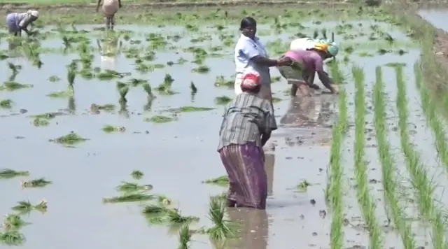 இரண்டாம் போக நெல் சாகுபடி பணிகள் தொடக்கம்