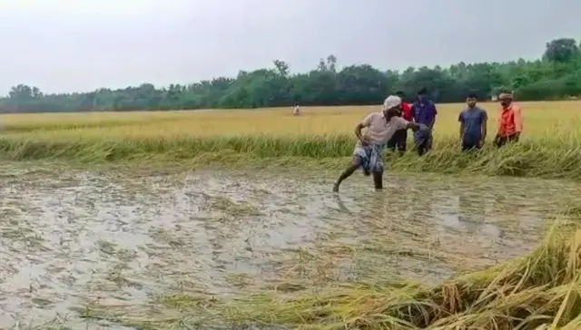 தண்ணீரில் மூழ்கிய நெற்பயிர்கள்