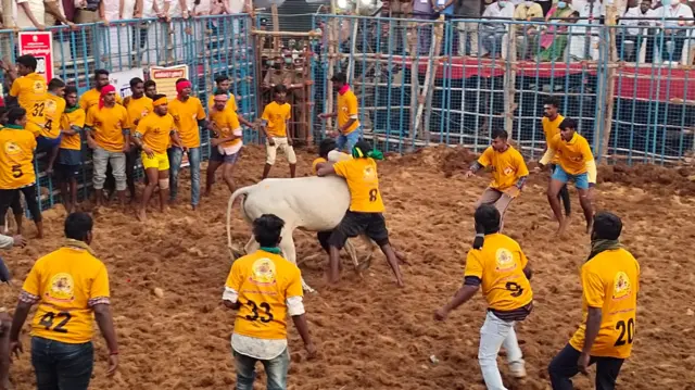 Jallikattu